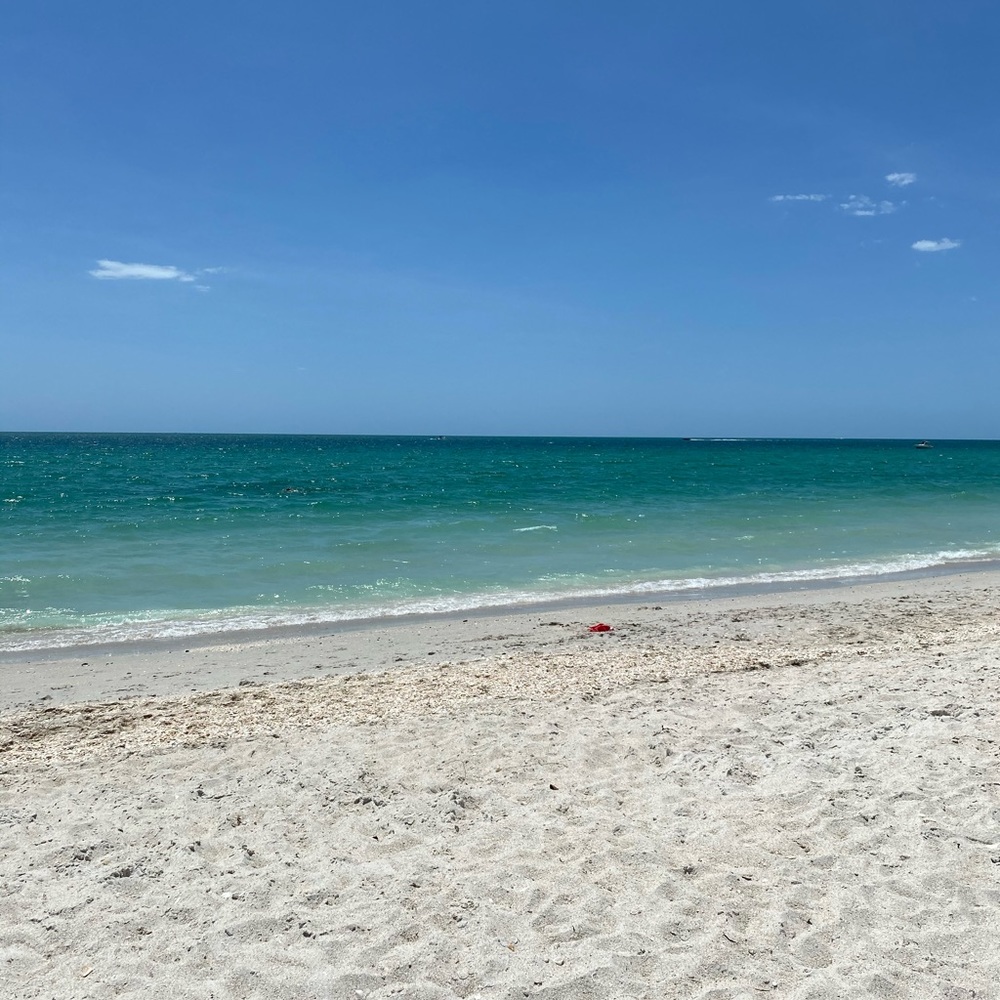 Reserved for Rhonda S- seashells from Gulf of Mexico (shells  only)